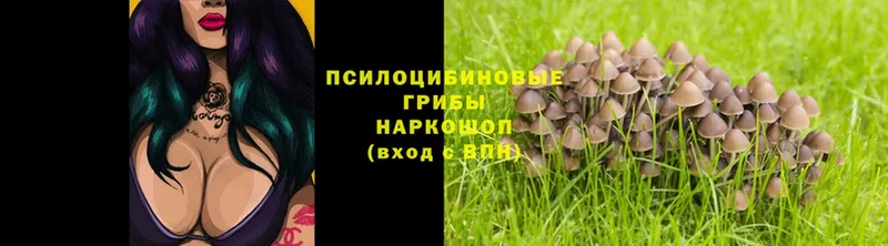 Псилоцибиновые грибы MAGIC MUSHROOMS  Буй 